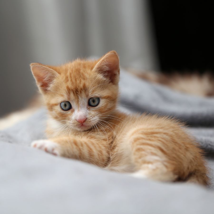 Payment Options For Veterinary Care Animal Care Of Greenville