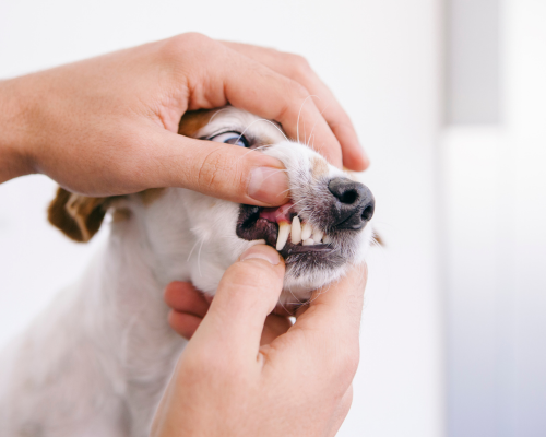Smiling vet examines happy white terrier dog standing on exam table during checkup at veterinary clinic