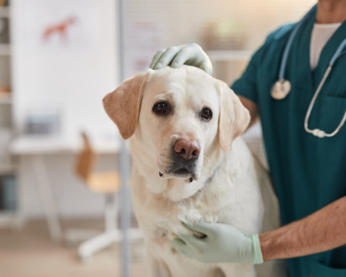 Smiling vet examines happy white terrier dog standing on exam table during checkup at veterinary clinic