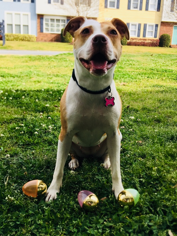 Dog sitting on grass field