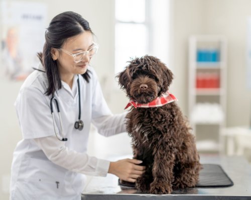 Veterinarian in white coat examines curly brown dog wearing red bandana on exam table at animal clinic
