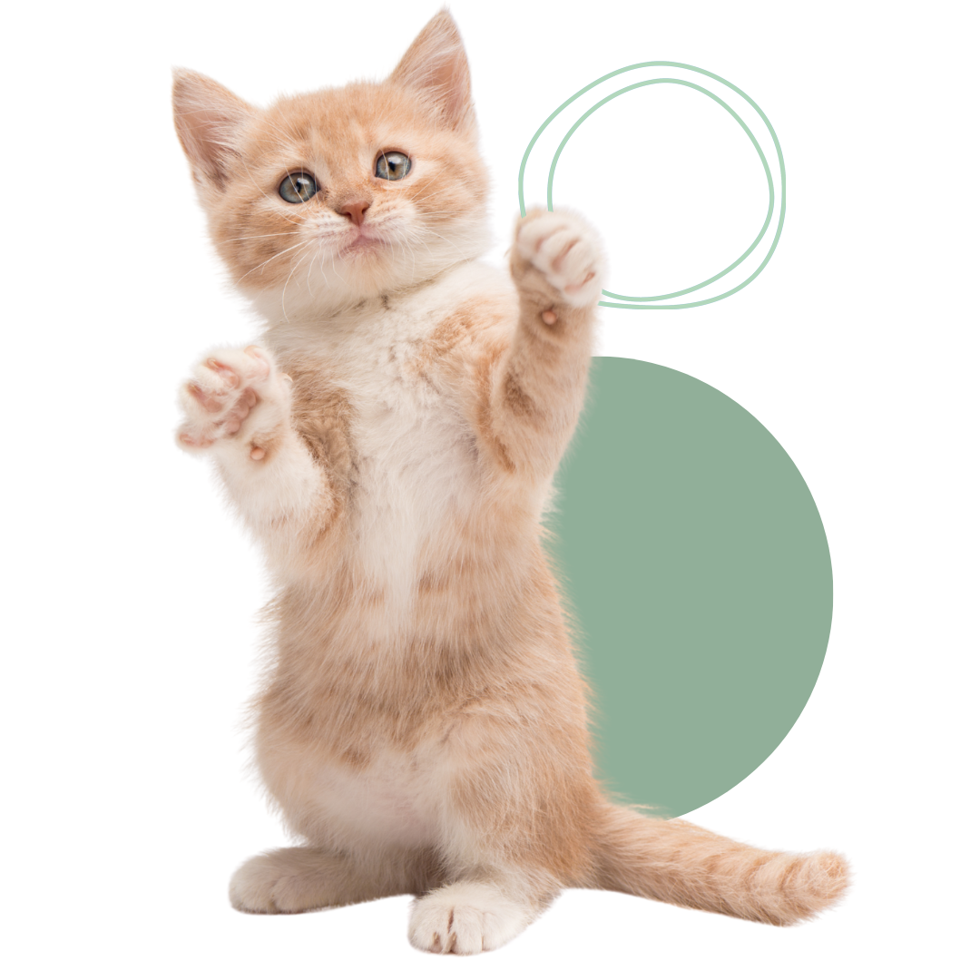 Playful cat